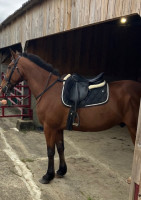 Vente de cheval : GERLINOU